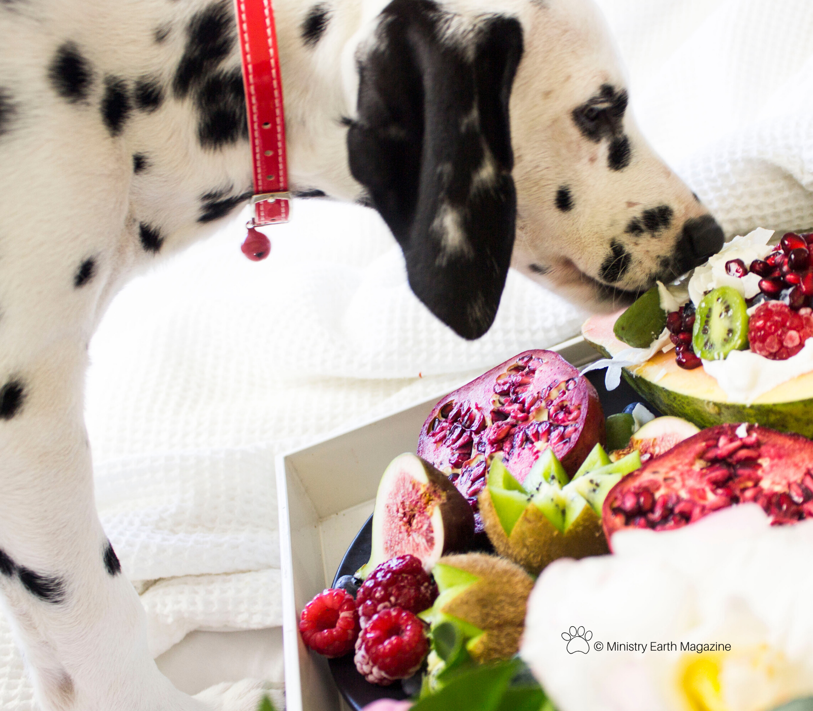 Holiday food and your pets