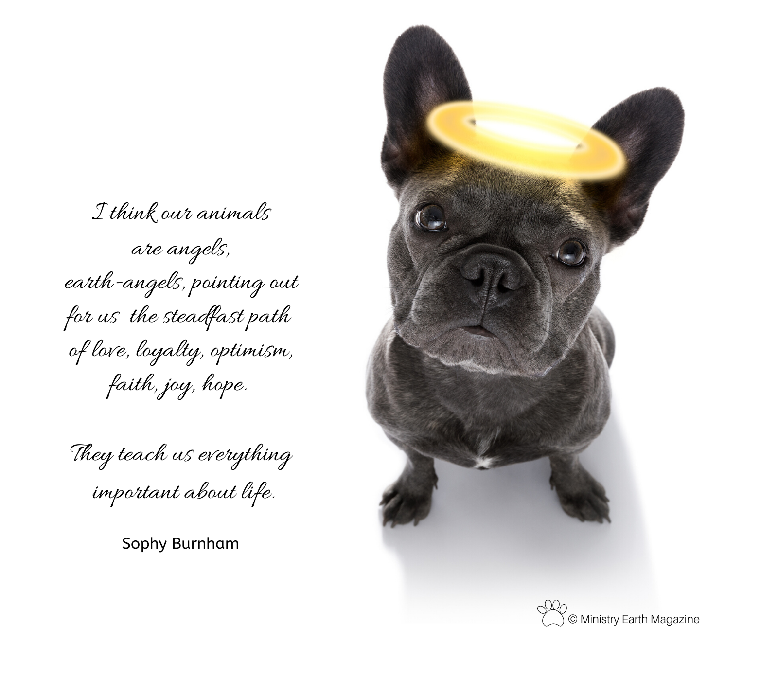 The afterlife of animals