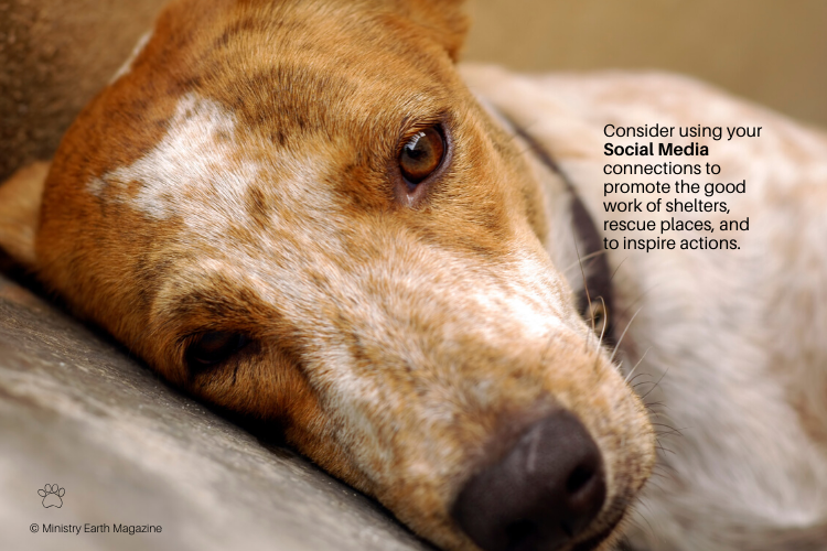 helping animals in need