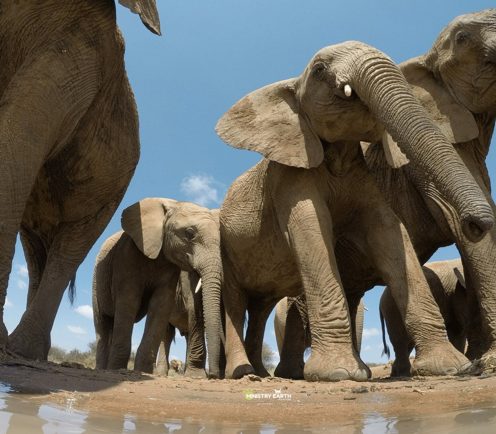 The Sensitive Social Life of Elephants