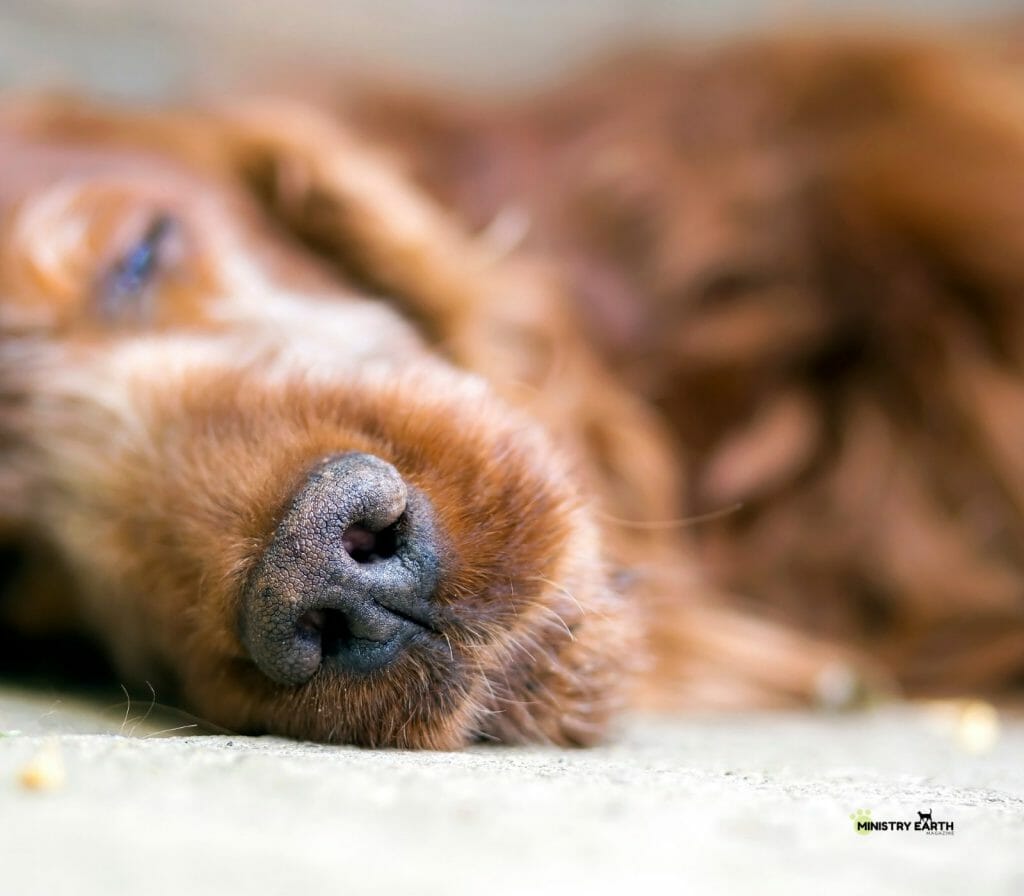 Animal Euthanasia_Minitry Earth