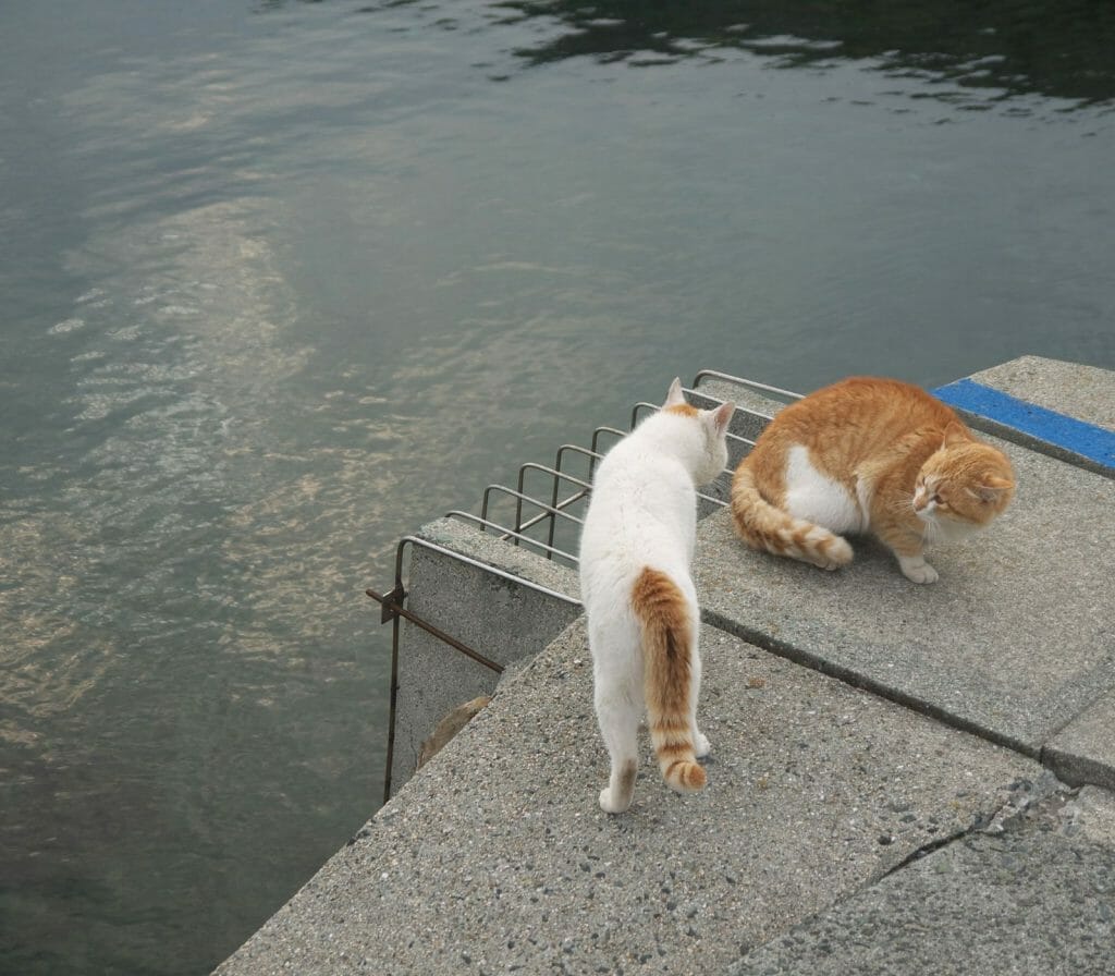 Feeding Cats on famous Aoshima nekojima Japanese cat island pier Stock  Photo