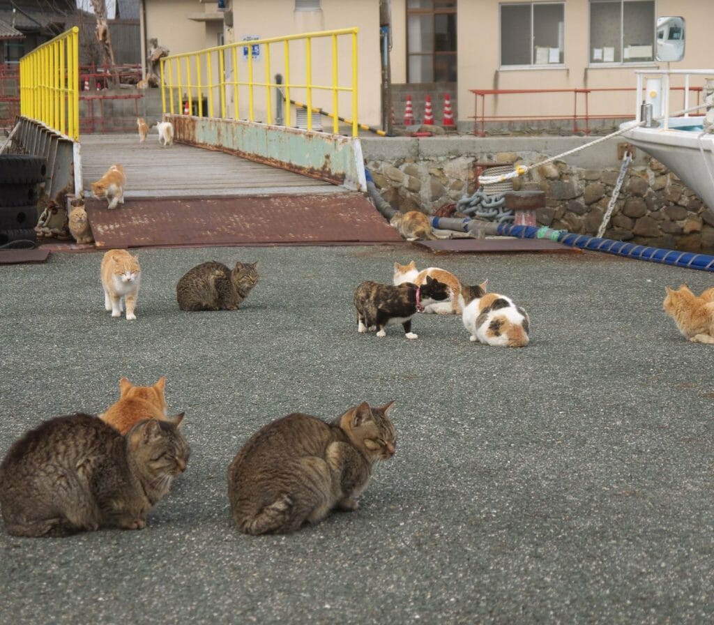 Aoshima Island has 100 cats, and we photographed almost all of them