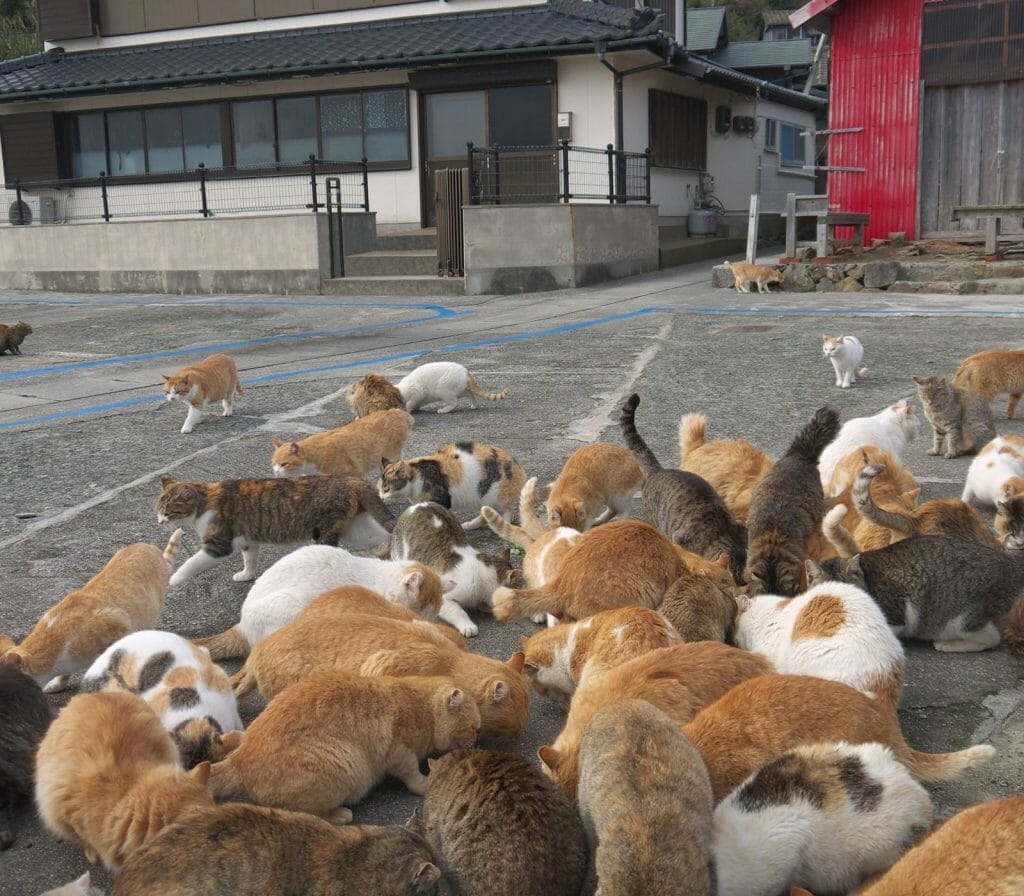 The Nekojima, the Japanese Cat Islands