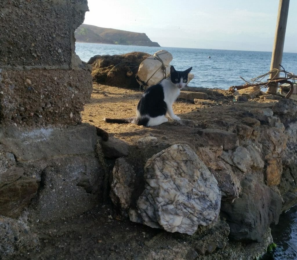 The Nekojima, the Japanese Cat Islands
