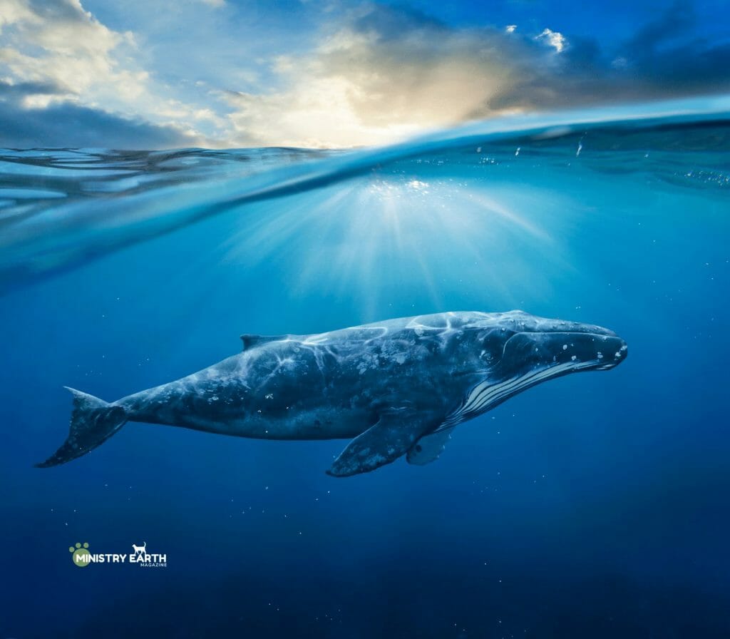 The Mystically Spiritual Mission of Animals_ministryearth