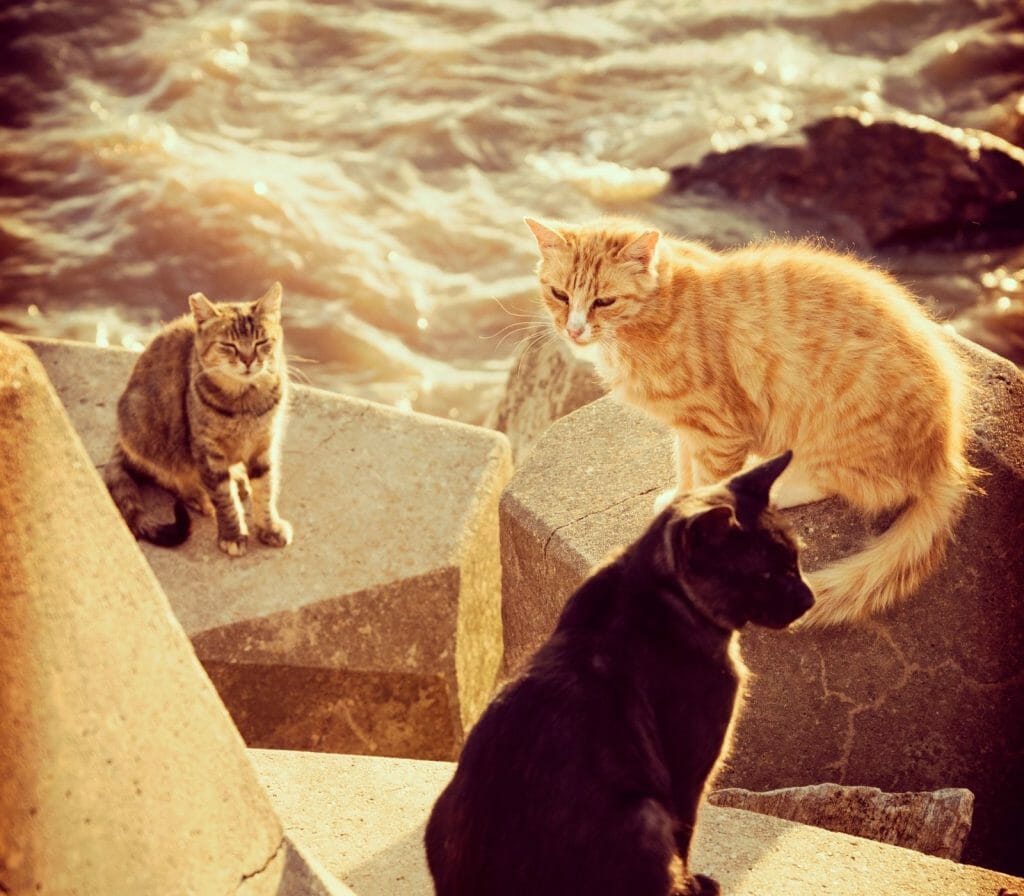 The Nekojima, the Japanese Cat Islands