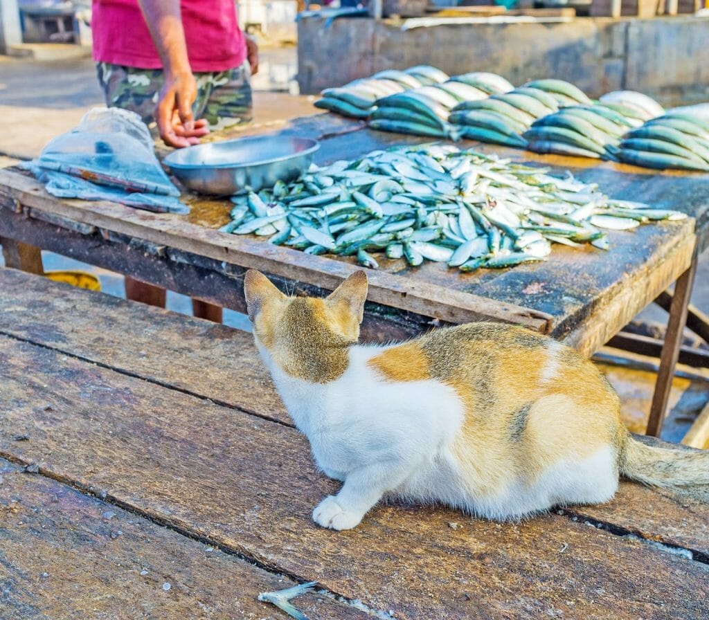 The Nekojima, the Japanese Cat Islands