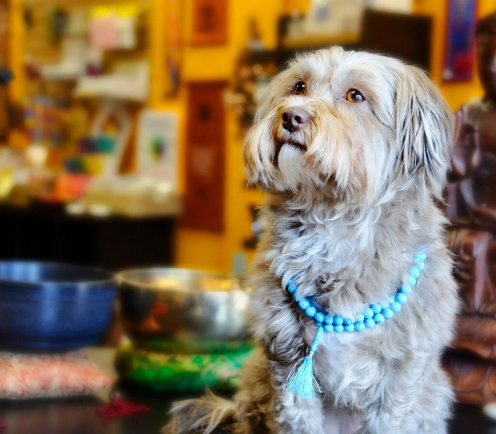 Mantras to Benefit Animals