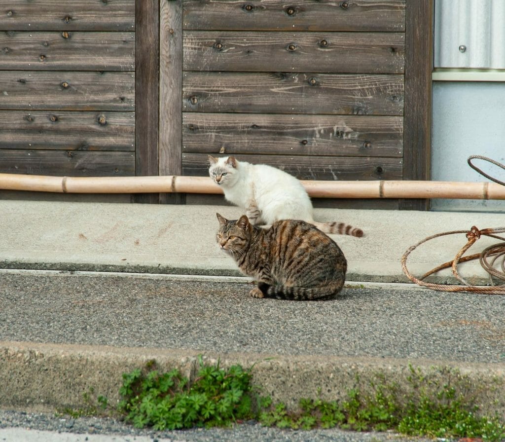 The Nekojima, the Japanese Cat Islands