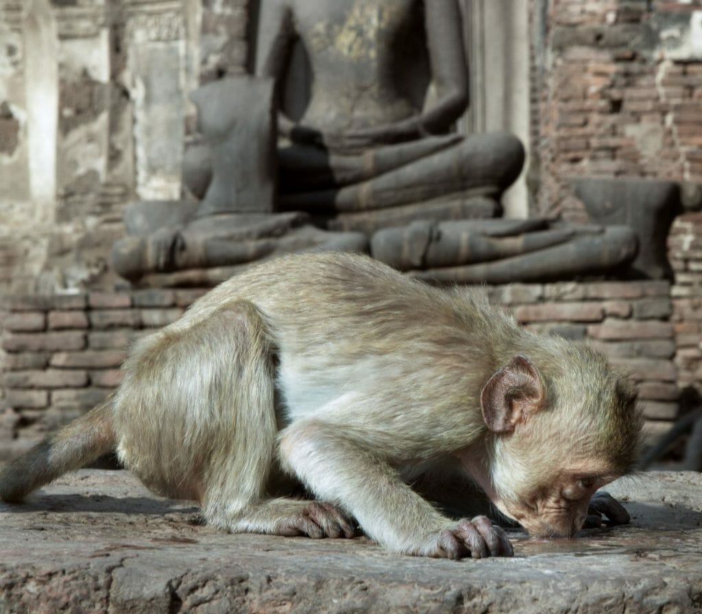 Mantras Buddhist