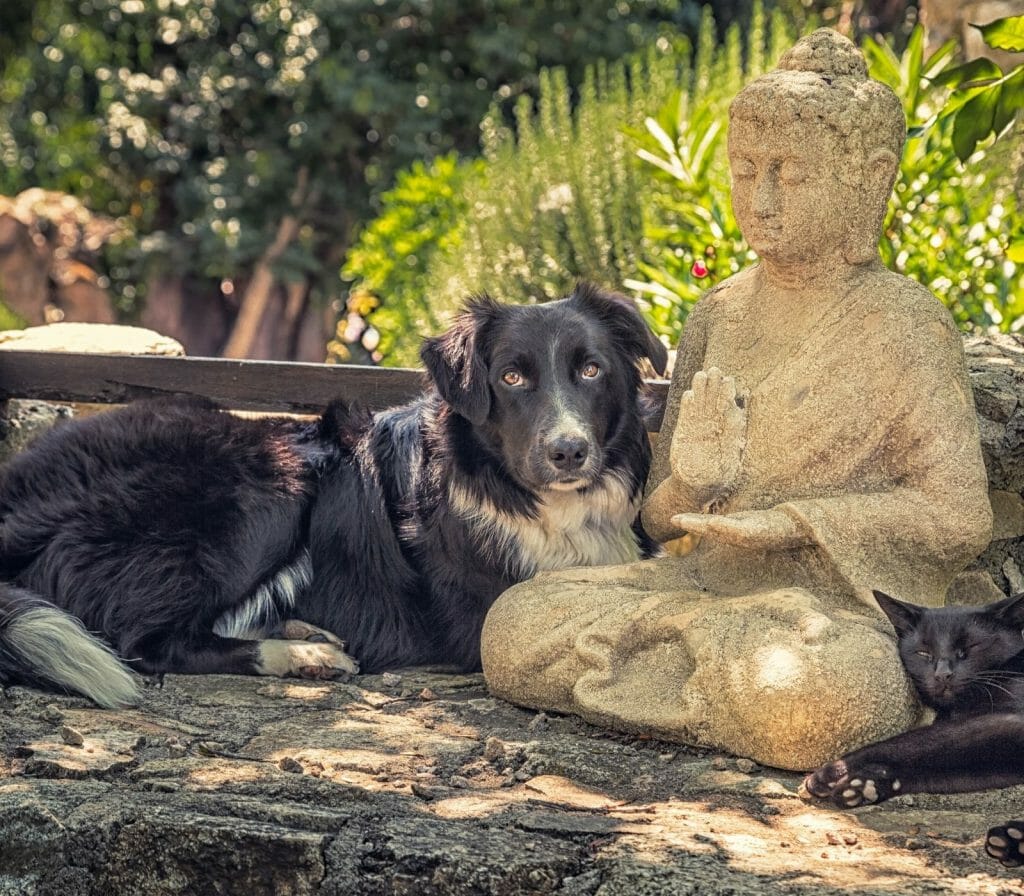 Mantras to Benefit Animals