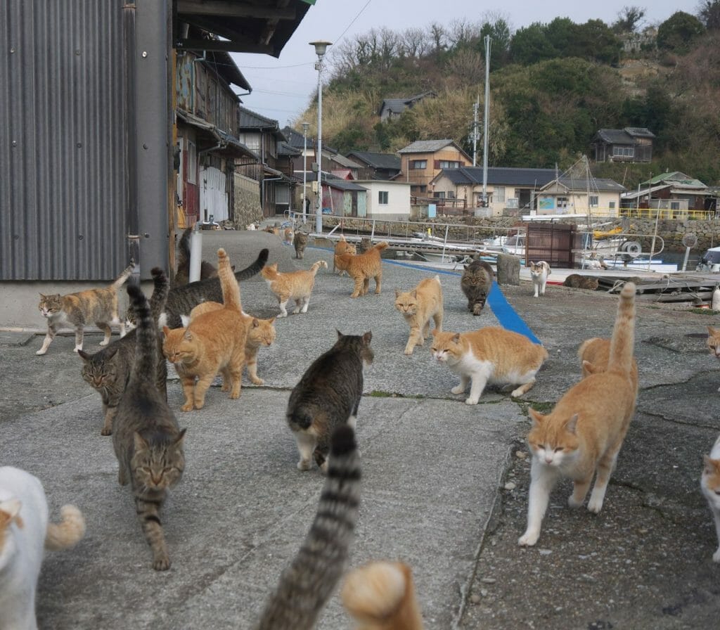 Aoshima Island in Ehime: All You Need to Know Before Going to This Cat  Island
