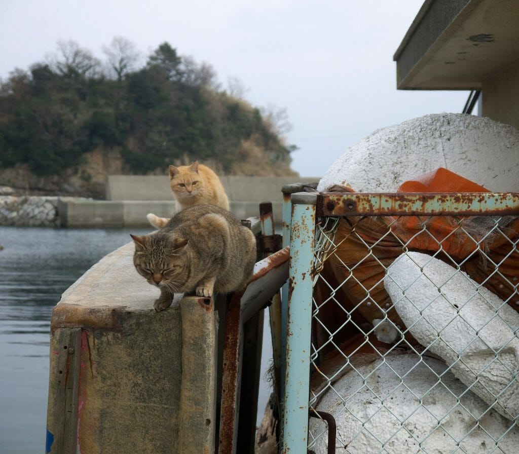The Nekojima, the Japanese Cat Islands-ministry earth