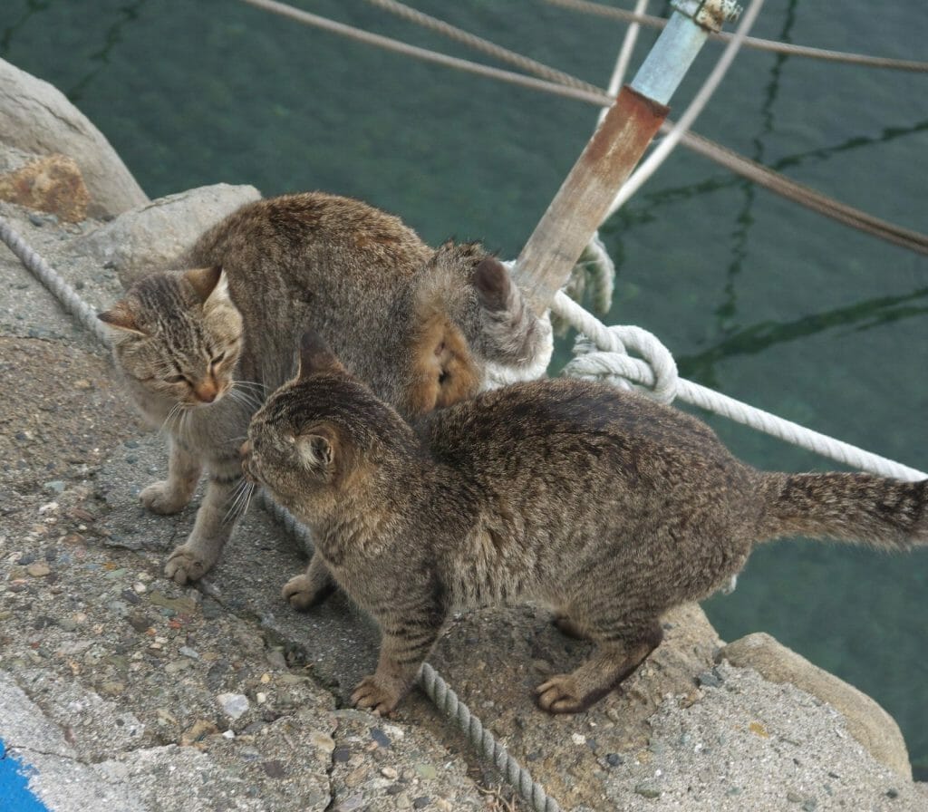 The Nekojima, the Japanese Cat Islands
