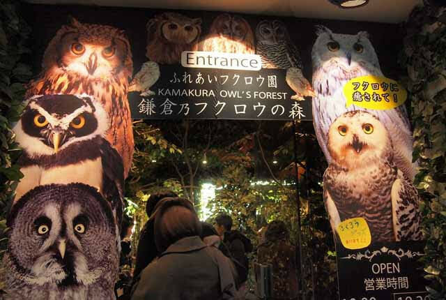 Kamakura Owl Forest Ministry Earth