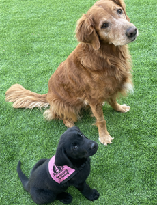 Ricochet: A Surfing Therapy Dog Survived Covid