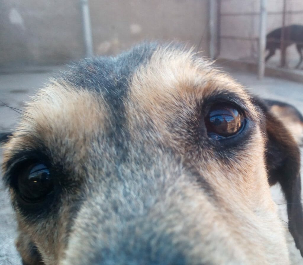 old age and your animal