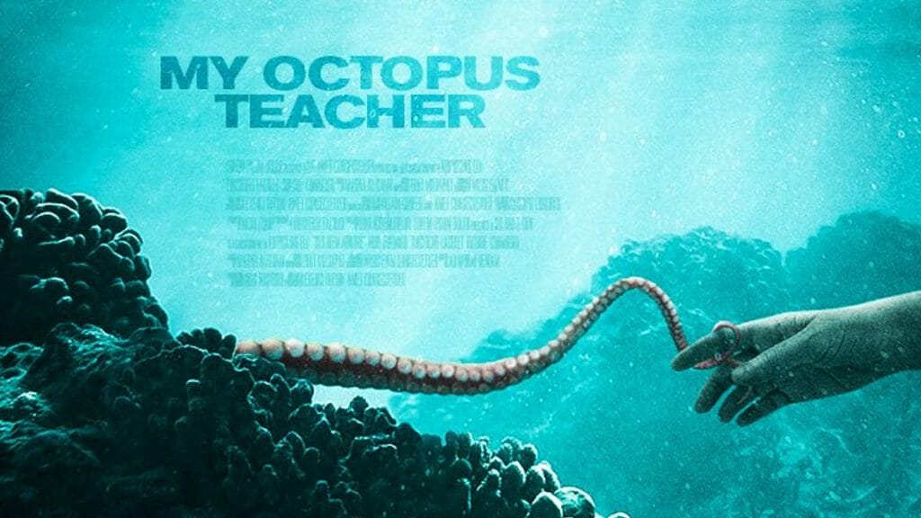 essay on my octopus teacher