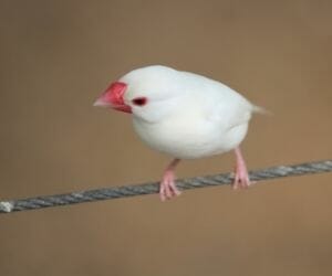 Dreaming with white Birds