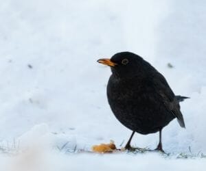 Dreaming of Blackbirds