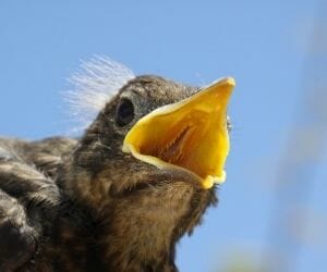 Dream with Birds singing