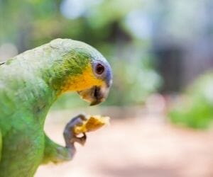 dreaming feeding birds