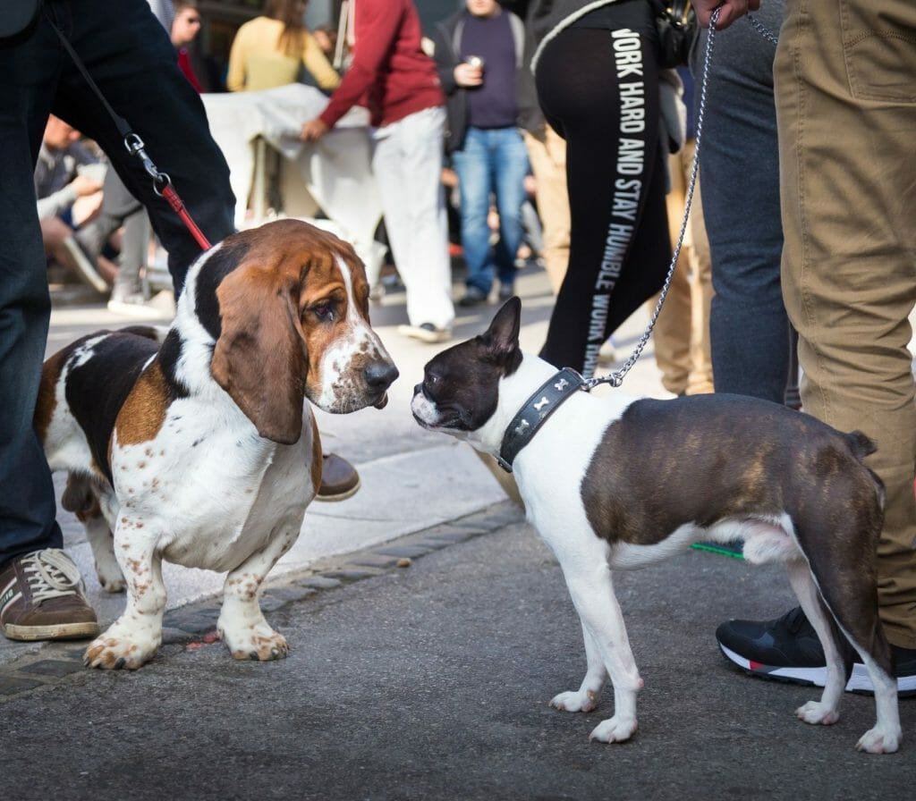 Canine Language