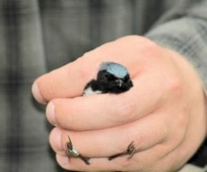 Dream catching a bird