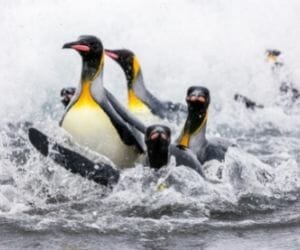 Dreaming of fleeing birds