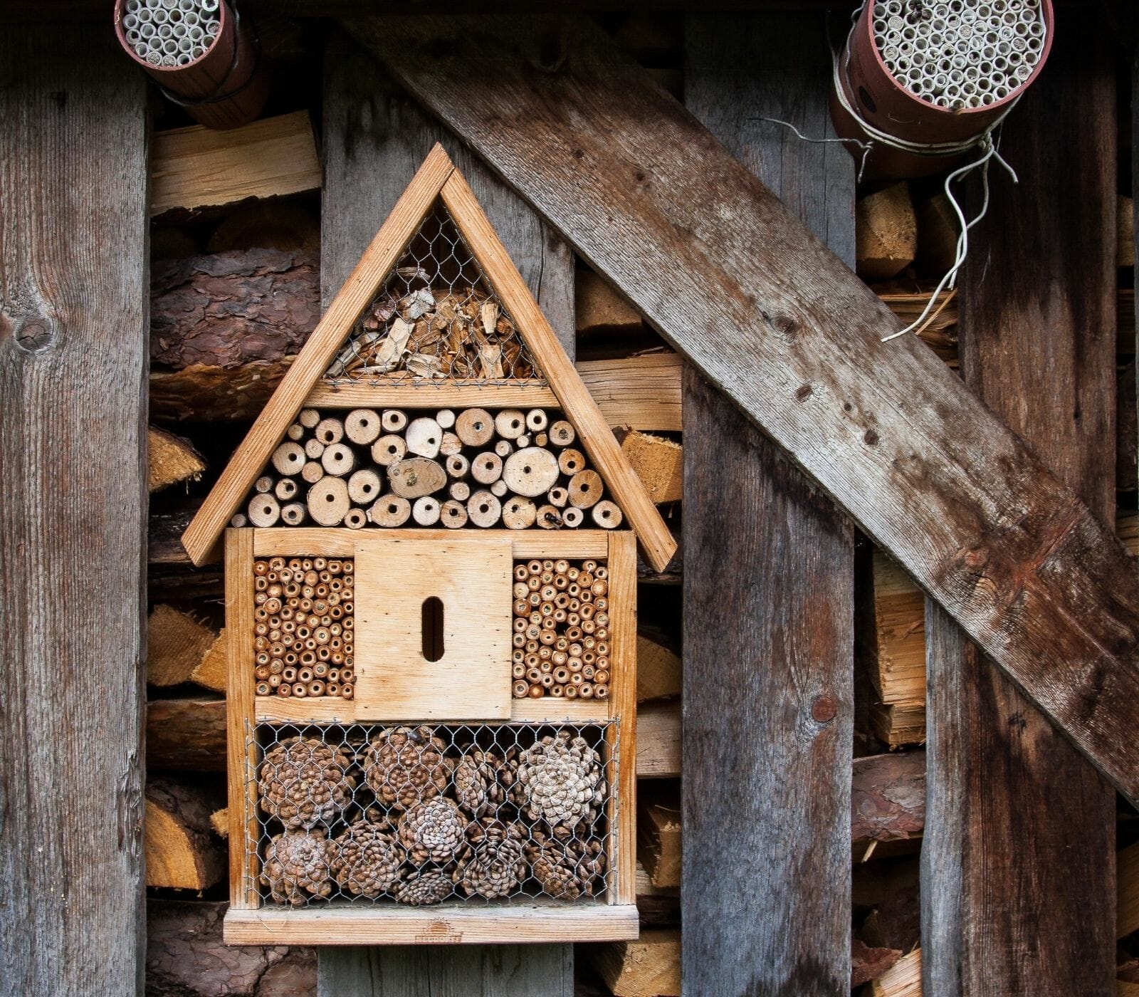 Backyard Insect Farm Farming Insects - Ministry Earth