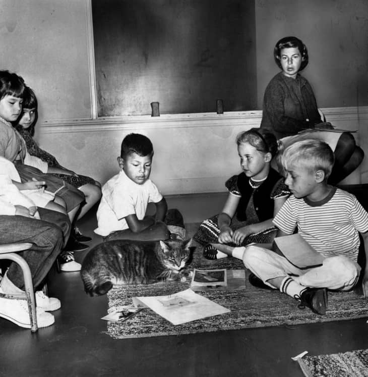 The school cat called room 8