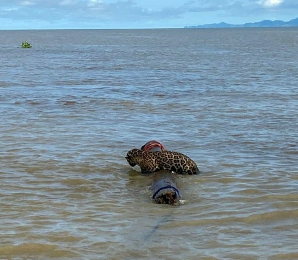Navy rescues drownings Jaguar 