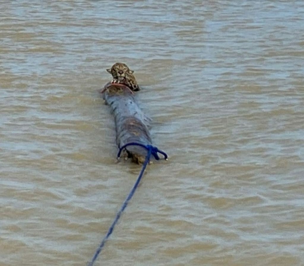 Jaguar rescue from Ocean
