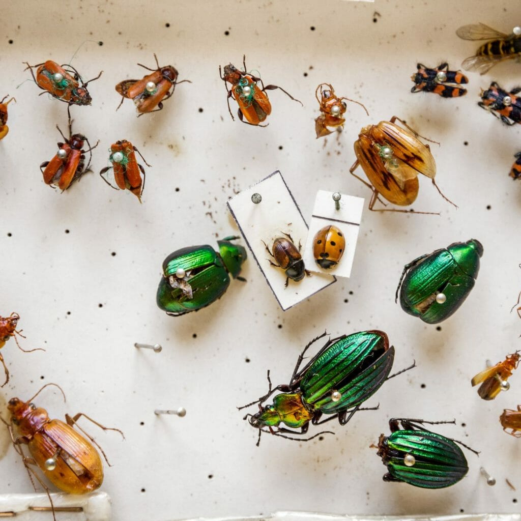 Do Insects feel pain?