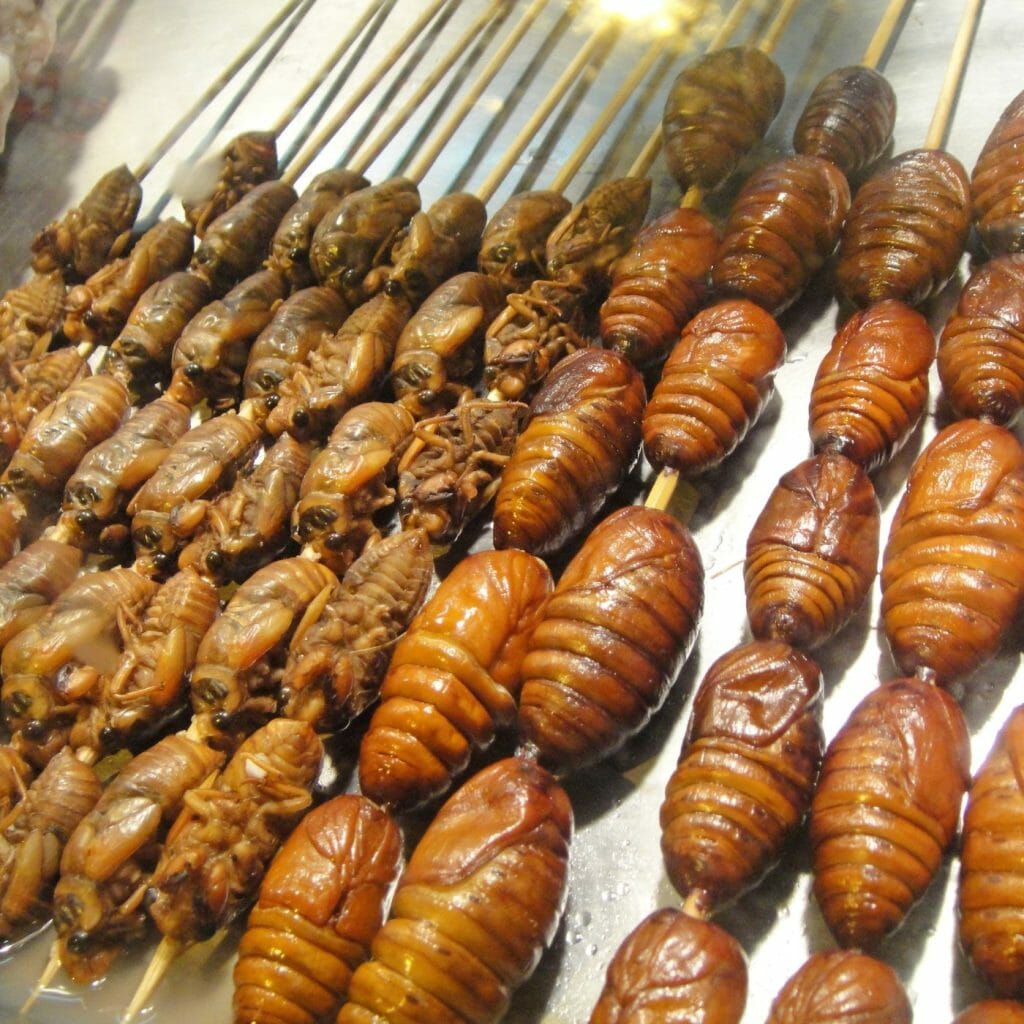  Will Insects meals replace animal proteins?