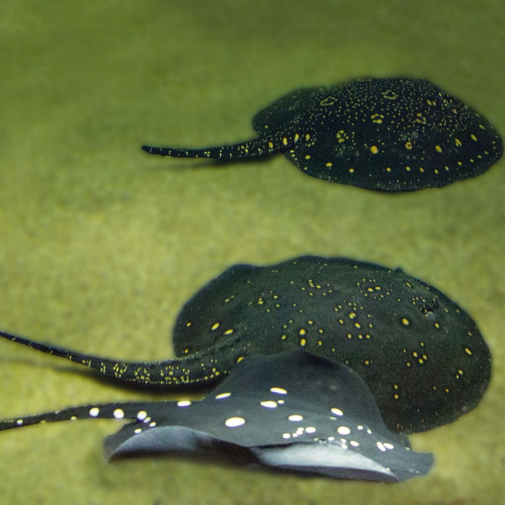 Amazon Stingray