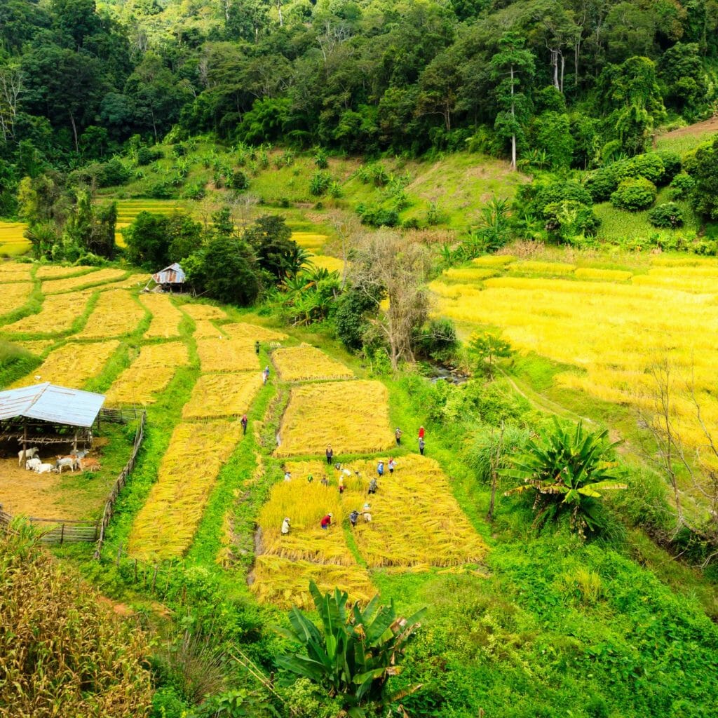Regenerative agriculture-Steiner